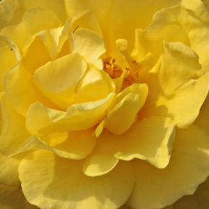 Поръчка на рози - Рози Флорибунда - жълт - Pоза Златна Сватба - дискретен аромат - Жак Е.Кристенсен - Перфектно изрязана роза.